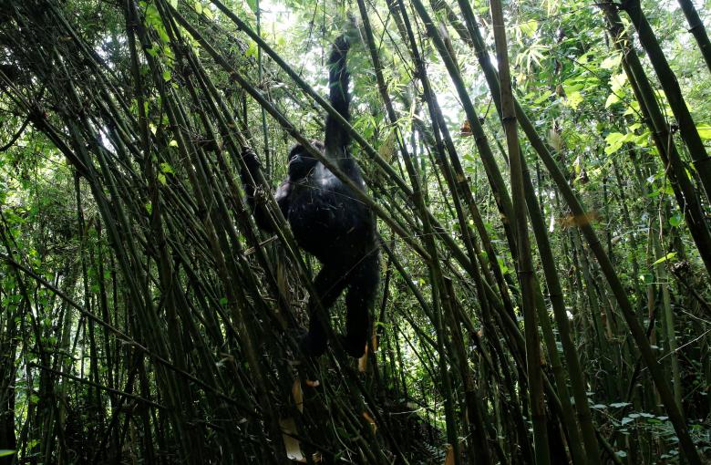 Vườn quốc gia các núi lửa gần Kinigi, phía Tây Bắc Rwanda được ví như ngôi nhà của loài khỉ đột núi cũng như nhiều loài động vật có vú khác.