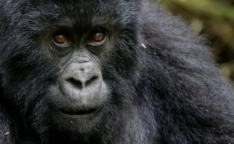 Theo một khảo sát toàn cầu mới nhất được thực hiện vào năm 2010, có khoảng 480 cá thể khỉ đột núi còn sống trên thế giới, chủ yếu trong các vườn quốc gia ở khu vực biên giới giữa Rwanda, Uganda và CHDC Congo.