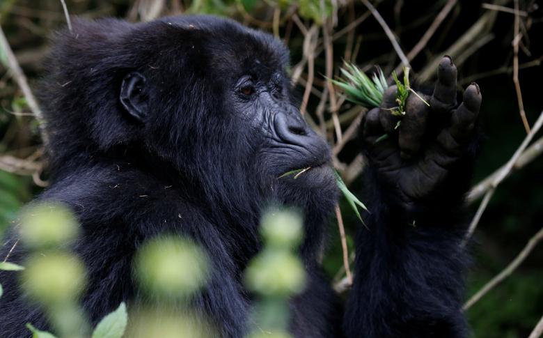 Rwanda có các kế hoạch đầy tham vọng nhằm phát triển ngành du lịch với nguồn thu không nhỏ từ việc tổ chức các tour ngắm khỉ đột phục vụ du khách nước ngoài.