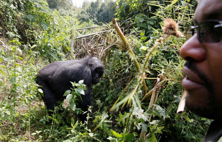 Tuy có chính sách khuyến khích, dịch vụ này ở Rwanda không được phát triển rầm rộ. Với lý do đảm bảo môi trường sống tốt nhất cho khỉ đột núi cũng như bảo vệ chúng khỏi nạn săn bắt, số lượng khách tham quan được giới hạn chặt chẽ.