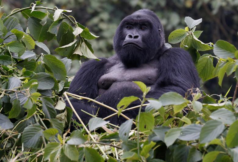 Khỉ đột lưng bạc Gihishamwotzi, 18 tuổi, tại Vườn quốc gia các núi lửa ở Rwanda.