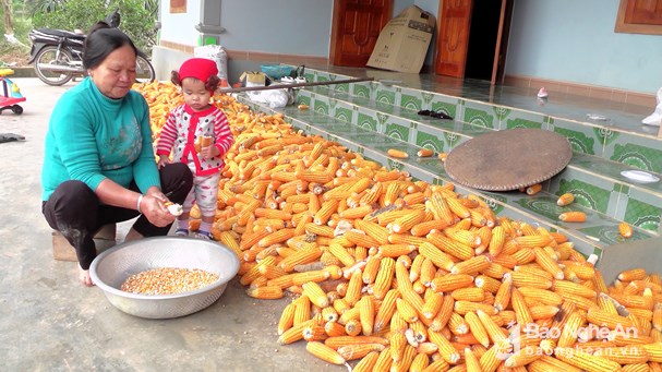 Gia đình bà Trần Thị Giá ở xóm Châu Thành 2, xã Tây Thành - một trong những hộ chăn nuôi gà đồi có quy mô, sử dụng phụ phẩm nông nghiệp để chăn nuôi gà. Ảnh: Thái Dương