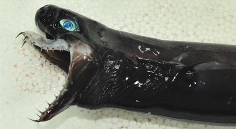 Cá thể cá mập có hàm răng sắc nhọn ở Đài Loan