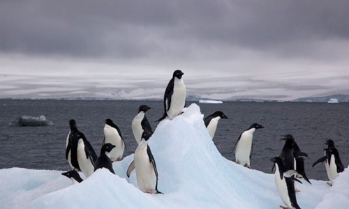 Khu bảo tồn hoang dã lớn nhất thế giới tại Nam Cực là ý tưởng đề xuất của EU. Ảnh: Jason Auch.
