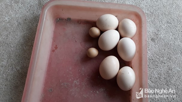 Trứng gà trống được gia chủ cất giữ cẩn thận trong tủ thức ăn. Ảnh: Hữu Vi