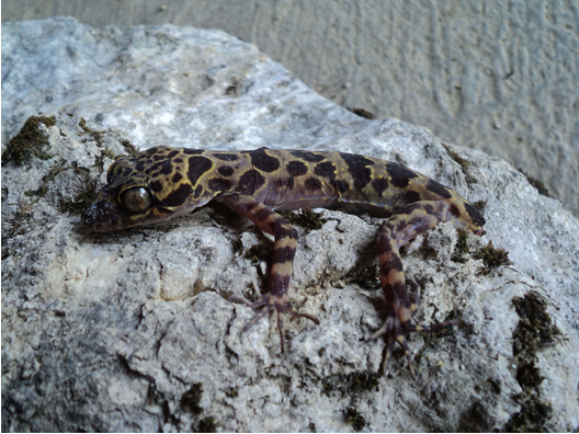 Loài Cyrtodactylus otai, mẫu đực. Ảnh: Sồng Bả Nênh
