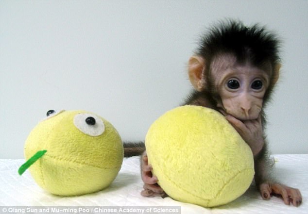 Chú khỉ Hoa Hoa ra đời cách đây 6 tuần.