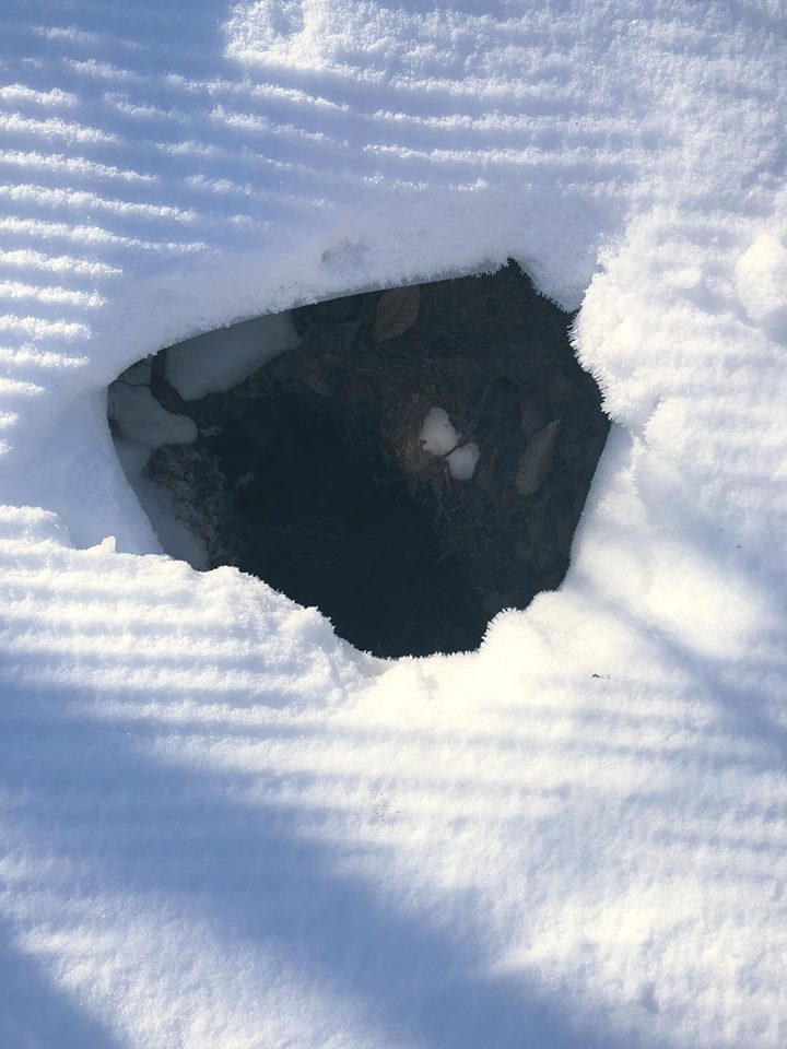 Gia đình gấu ngủ đông trong một hố tuyết ở Mỹ