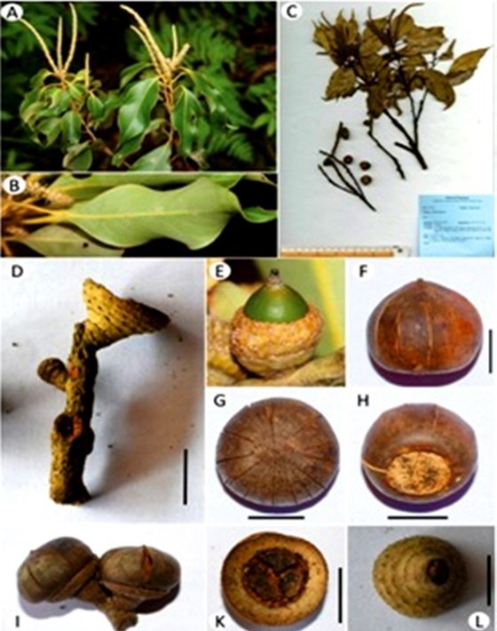 Phát hiện loài thực vật mới ở Vườn Quốc gia Vũ Quang ảnh 1