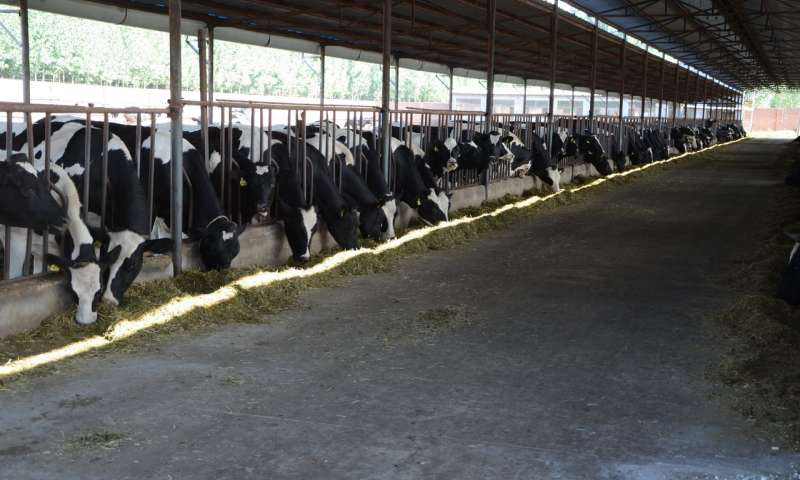 Mỗi con bò cho khoảng 30kg sữa mỗi ngày tại một trang trại cỡ vừa ở tỉnh Hà Bắc (Trung Quốc). Ảnh: Wang Xuan 