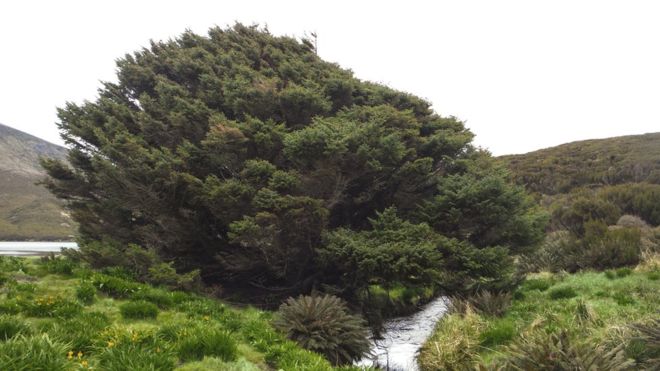 Cây vân sam Sitka trên đảo Campbell, New Zealand. Nguồn: BBC.