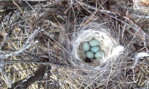 Việc đẻ trứng chim là một trong số nhiều dấu hiệu sinh thái mà các nhà khoa học dùng để nhận biết mùa xuân tới. Ảnh: UC Davis.