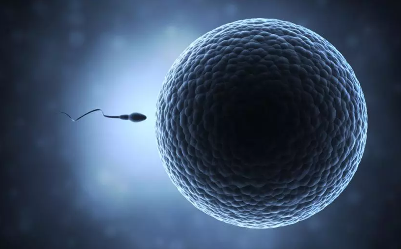 Tế bào lớn nhất trong cơ thể nữ giới là trứng. Tế nào nhỏ nhất trong cơ thể nam giới là tinh trùng. Ảnh: Medical Daily.