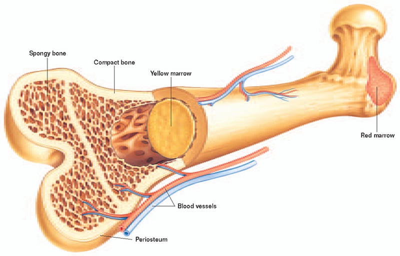 Xương người cứng hơn một số loại thép. Phần xương cứng nhất trong cơ thể người là xương hàm. Bàn chân chiếm 1/4 số xương trong cơ thể người. Ảnh: Fbresearch.