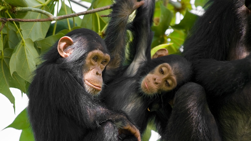 Số sợi lông trên mỗi diện tích cơ thể người ngang bằng với một con tinh tinh. Ảnh: San Diego Zoo Animals.