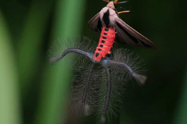 Những chiếc đuôi đáng sợ trên thực chất là bộ phận tỏa mùi hương thu hút bướm cái của loài này