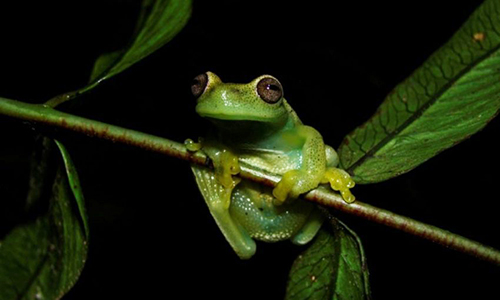 Loài ếch mới được phát hiện ở biên giới Venezuela và Colombia. Ảnh: AFP. Loài ếch mới được phát hiện ở biên giới Venezuela và Colombia. Ảnh: AFP.