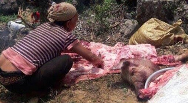 Hình ảnh những con lợn đã chết bị chủ cơ sở giết mổ ở Cao Bằng xả thịt làm thịt hun khói. Ảnh: Lao Động