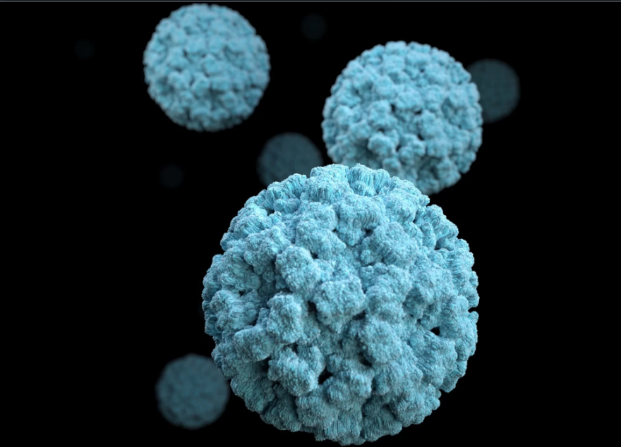 - Ảnh chụp 3D notovirus bằng kính hiển vi điện tử. Nguồn: CDC/Jessica A. Allen   