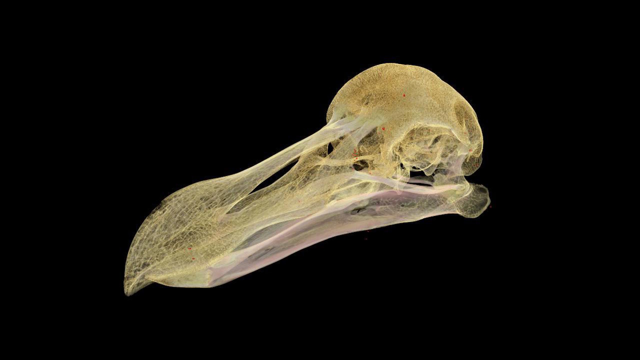Ảnh dựng kĩ thuật số từ bản chụp CT của giống Oxford dodo nổi tiếng.