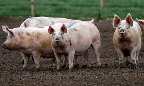 Thí nghiệm 'nuôi sống' não ngoài cơ thể được tiến hành trên lợn. Ảnh: Russell Cheyne/Reuters.