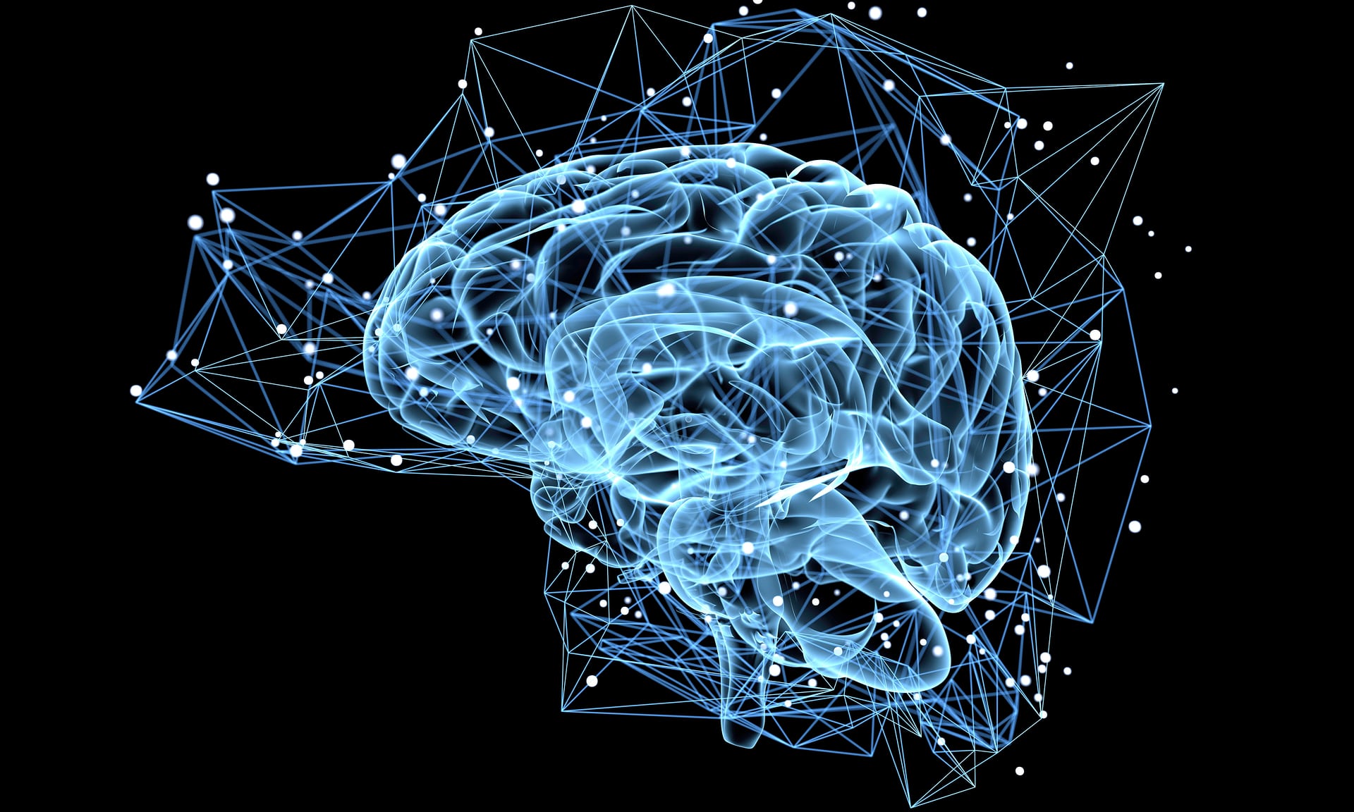 Các neuron mới trong phần não liên quan tới học tập, trí nhớ và cảm xúc của con người. Nguồn: The Guardian