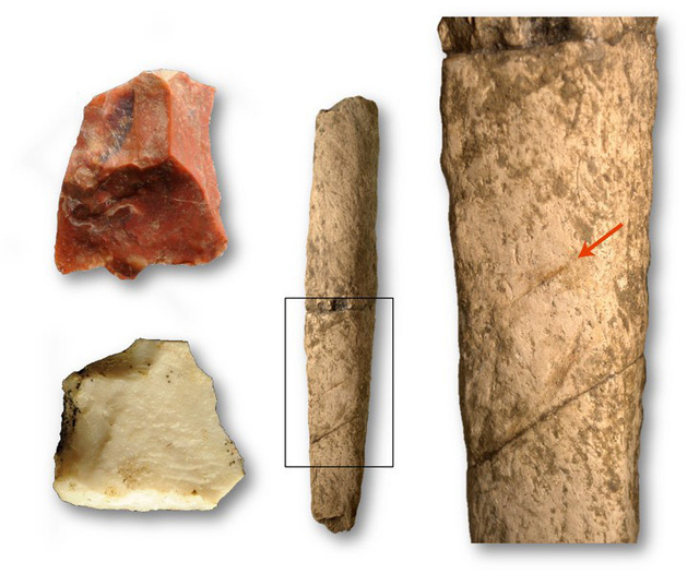 Các công cụ bằng đá (bên trái) đã tạo ra các vết róc thịt (hình mũi tên) trên một khúc xương hà mã (hình giữa và hình cận cảnh bên phải) khoảng 709.000 năm trước ở quần đảo Philippines - Ảnh từ T. Ingicco.