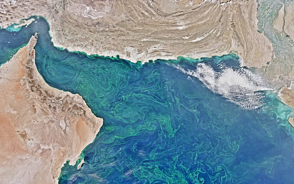 Diện tích tảo biển và sinh vật phù du – gây nên tình trạng thiếu hụt oxy – đang lan rộng trên Biển Ả Rập, mùa đông 2015. Ảnh: Vệ sinh quan trắc Trái Đất của NASA. 