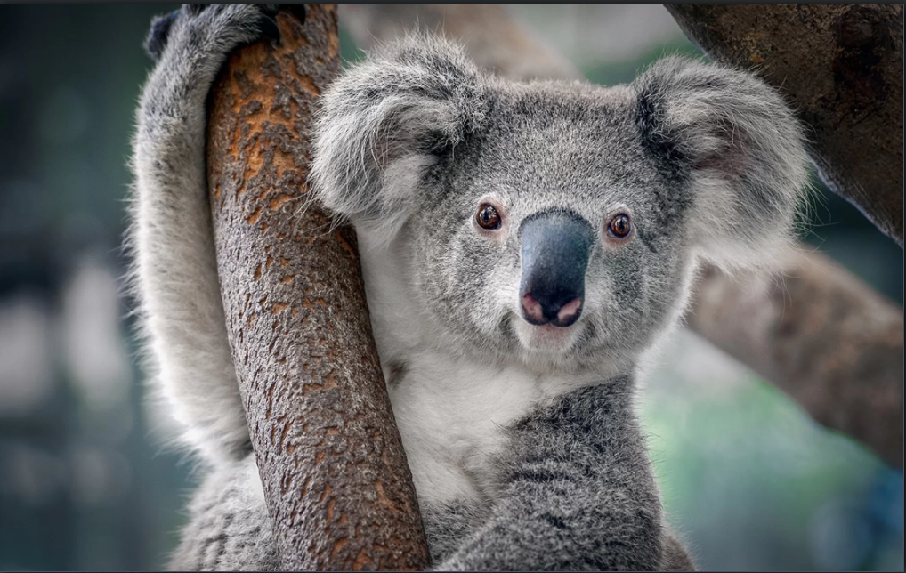 Bệnh Chlamydia đang lây lan ở loài gấu túi Úc không phải là vấn đề để đem ra làm trò cười. Ảnh: Shutterstock