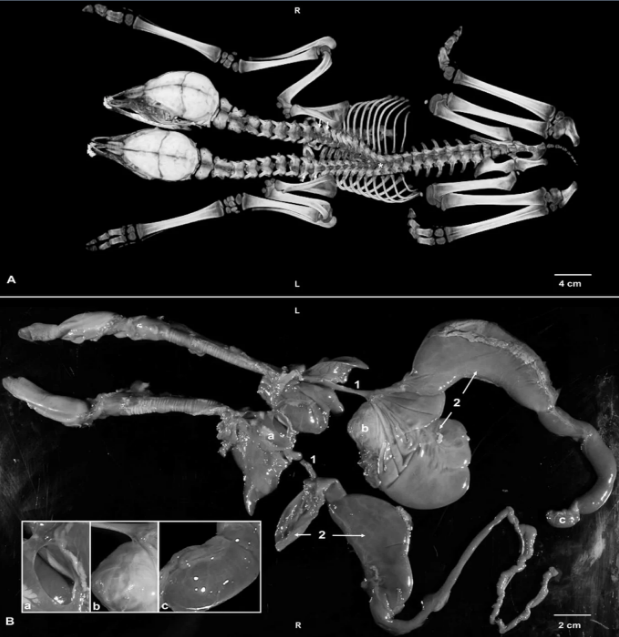 Bản chụp CT trên đôi hươu cho thấy từ một cột sống chung phát triển ra hai cổ và đầu riêng biệt. Bản khám nghiệm tử thi cho thấy tình trạng của các cơ quan nội tạng, bao gồm hai quả tim ở trong cùng một màng. Ảnht: Gino D’Angelo và các cộng sự/ Đại học Georgia