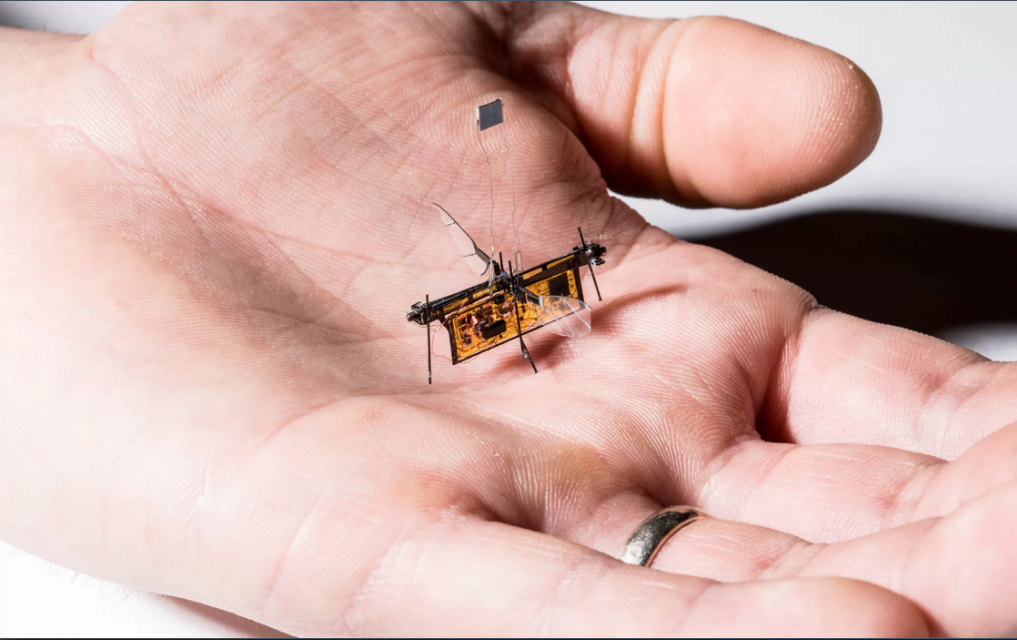 RoboFly chỉ lớn hơn ruồi thật một chút. Ảnht: Mark Stone/Đại học Washington