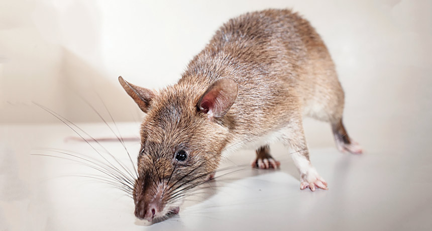 Loài chuột khổng lồ châu Phi được huấn luyện để ngửi đờm trong phòng thí nghiệm và dừng lại trước những mẫu nhiệm bệnh lao (TB). Ảnh: Science News 