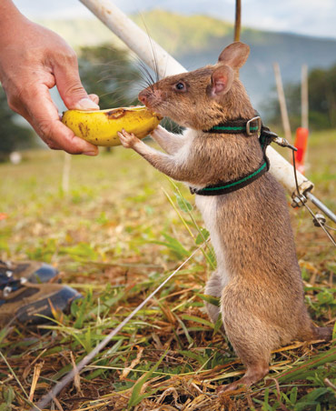 Phần thưởng của những con chuột là thức ăn sau khi chúng phát hiện được mìn chôn dưới đất hay mẫu bệnh lao trong phòng lab. Ảnh: Science News