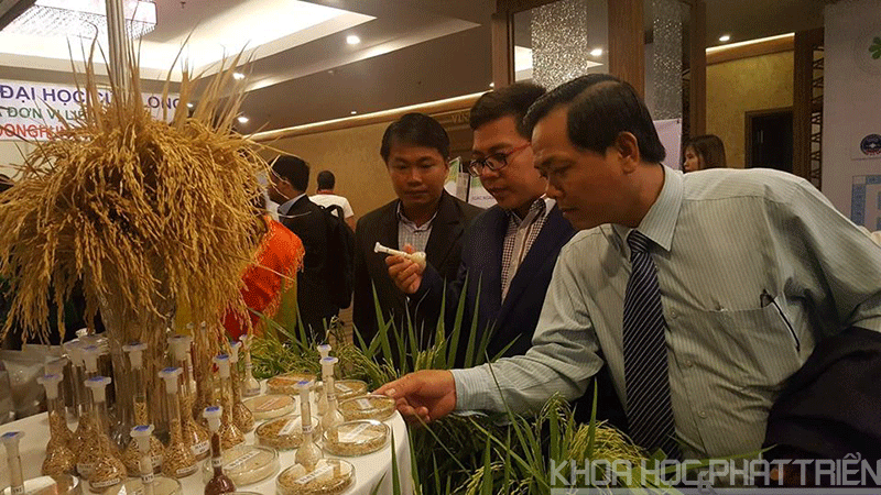 Giới thiệu những giống lúa mới thích hợp cho vùng ĐBSCL