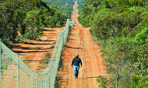 Hàng rào ngăn mèo dài nhất thế giới nhằm bảo tồn sinh vật bản địa. Ảnh: Australian.