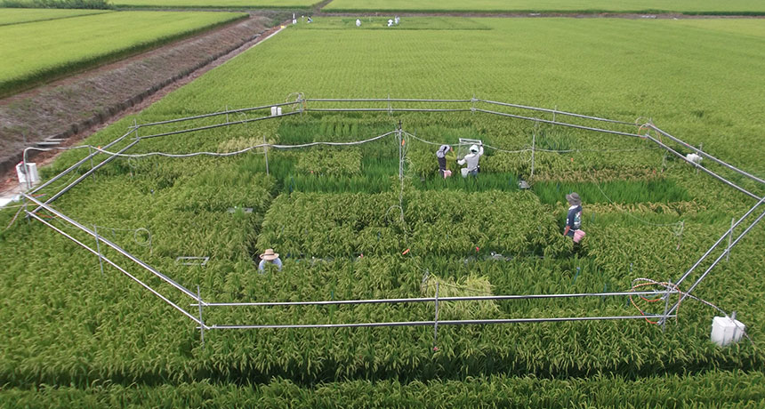 Đối mặt với tương lai – Các đường ống màu trắng ở trên các cánh đồng gạo ở Nhật Bản được thiết kể để xả CO2, tạo ra một môi trường giả lập điều kiện không khí trong tương lai nhằm nghiên cứu tác động lên cây trồng. Ảnh: Toshihiro Hasegawa/Tổ chức Nghiên cứu Nông nghiệp và Lương thực quốc gia Nhật Bản. 