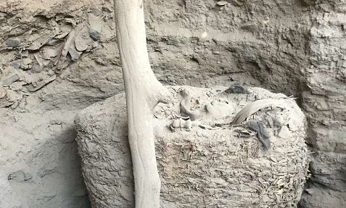 Kén vải chứa xác ướp nguyên vẹn sau nghìn năm khai quật ở Peru. Ảnh: ULBP.