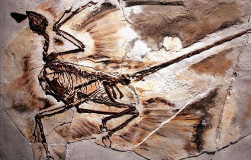 Hóa thạch microraptor được tìm thấy ở tỉnh Liêu Ninh, Trung Quốc, năm 2005. Ảnh: Spencer Platt.