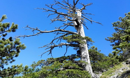 Cây thông Italus trong công viên Pollino có tuổi thọ 1.230 năm. Ảnh: National Geographic.