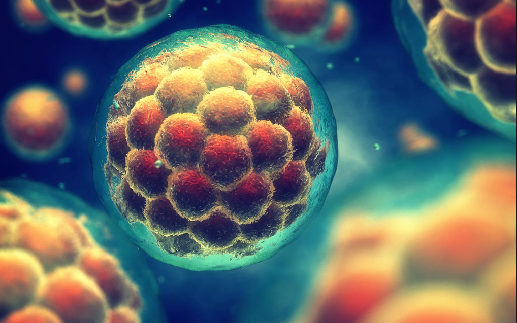 Phôi dâu – trạng thái ban đầu của phôi thai, được tạo thành từ một cụm tế bào. Ảnh: Shutterstock 