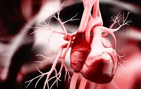 Trước khi có phát hiện của các nhà khoa học Đức, khoa học vẫn chưa hiểu rõ về quá trình hình thành trái tim ở phôi thai - Ảnh: Liya Graphics/Max Pixel