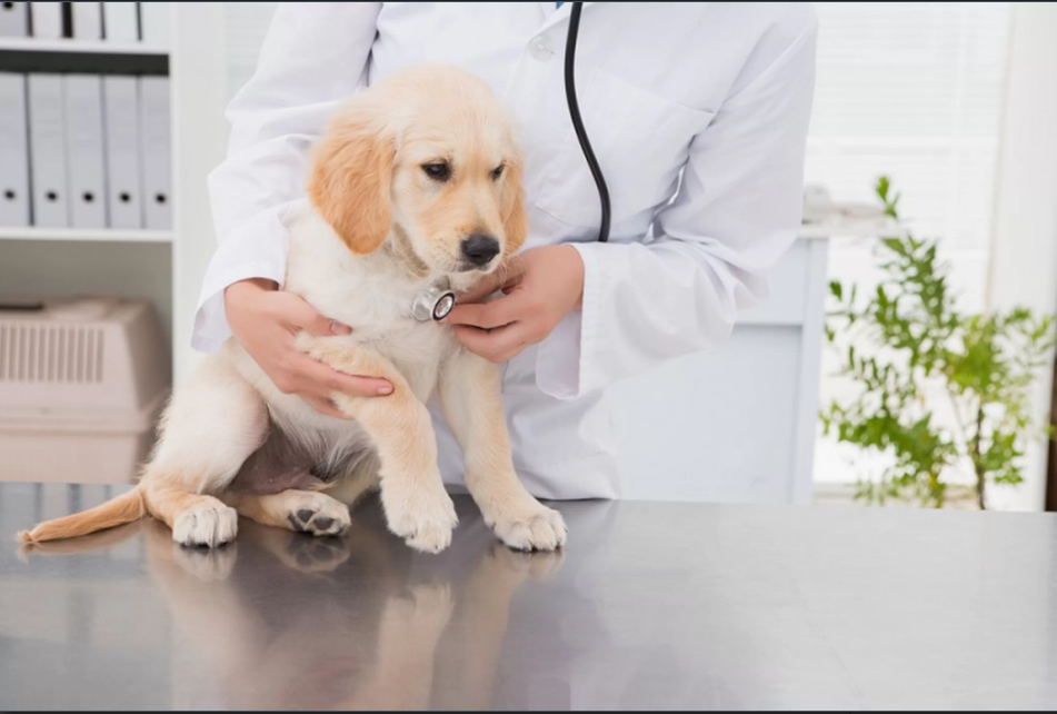 Những chú chó cưng có thể là nguồn tiềm ẩn phát sinh virus cúm mới. Ảnh: Shutterstock