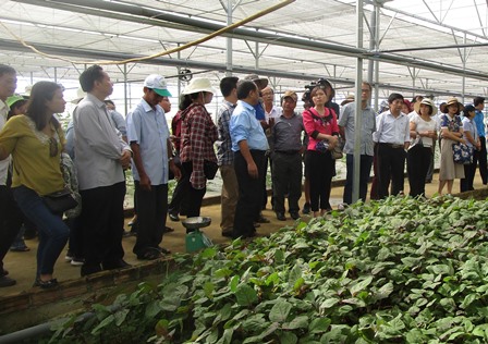 Đà Nẵng: Ứng dụng công nghệ cao trong sản xuất nông nghiệp