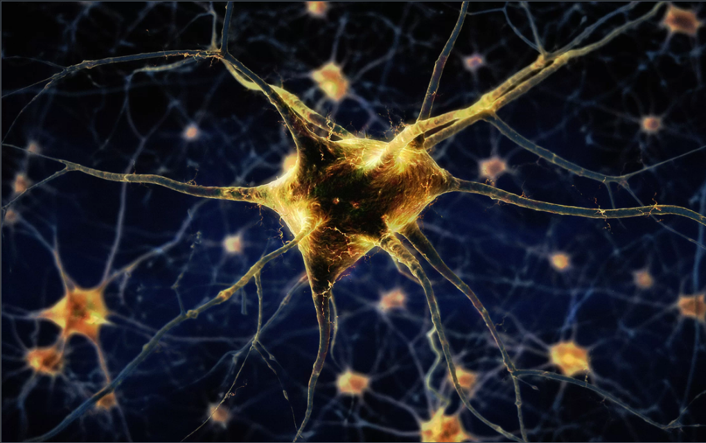 Tế bào bạch cầu có thể biến đổi thành neuron thần kinh bằng một kỹ thuật đặc biệt. Ảnh: Getty Image