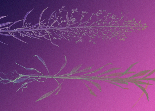 Loài cây Erigeron Canadensis được các nhà khoa học dùng để nghiên cứu - Ảnh: Environmental Chemistry Letters