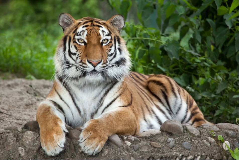 Hổ Siberia hay còn gọi là hổ Amur, loài hổ có kích thước và trọng lượng lớn nhất thế giới. Một con hổ đực Siberia trưởng thành có thể nặng tới 318 - 384 kg, và dài gần 3.5 m (tính cả đuôi). Ảnh: Shutterstock  