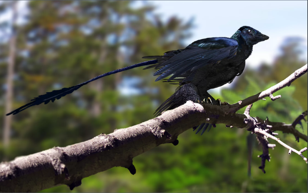 Khủng long 4 cánh Microraptor, sống cách đây khoảng 130 triệu năm tại khu vực Đông Bắc Trung Quốc, có bộ lông đen bóng và lấp lánh ngũ sắc. Ảnh: Jason Brougham/jasonbrougham.com. 