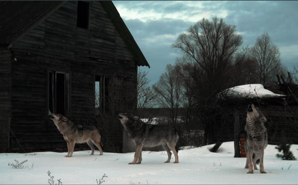 Loài sói xám ở khu vực cách ly quanh Chernobyl. Ảnh: Byshnev/iStock/Getty Images