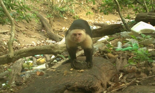 Khỉ mũ mặt trắng trên đảo Jicarón sử dụng đá để đập vỡ hạt. Ảnh:Barrett.