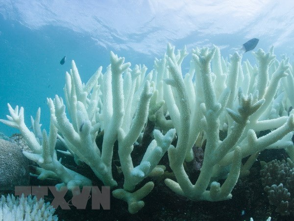 Rặng san hô khổng lồ bị tẩy trắng do nước biển ấm lên ở Vlassoff Cay (Australia) ngày 6/3. (Nguồn: EPA/TTXVN)